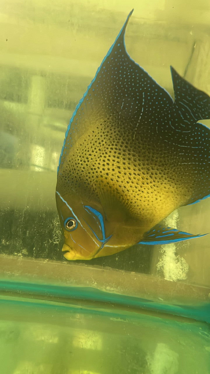Koran Angelfish-(10-11" Show Size Adult)