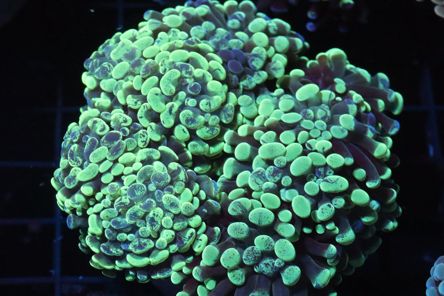 Splatter Branching Hammer Colony