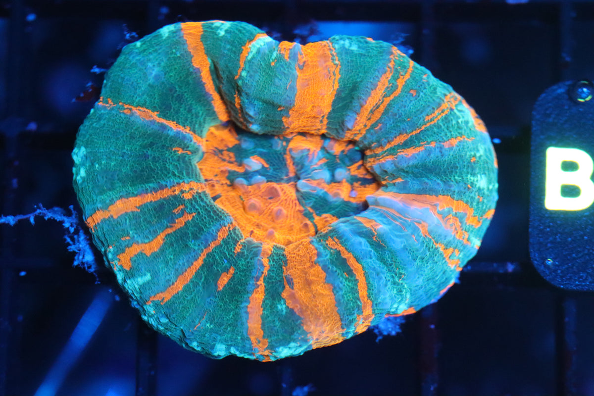 Bleeding Sour Apple Scoly (B180) teal colors