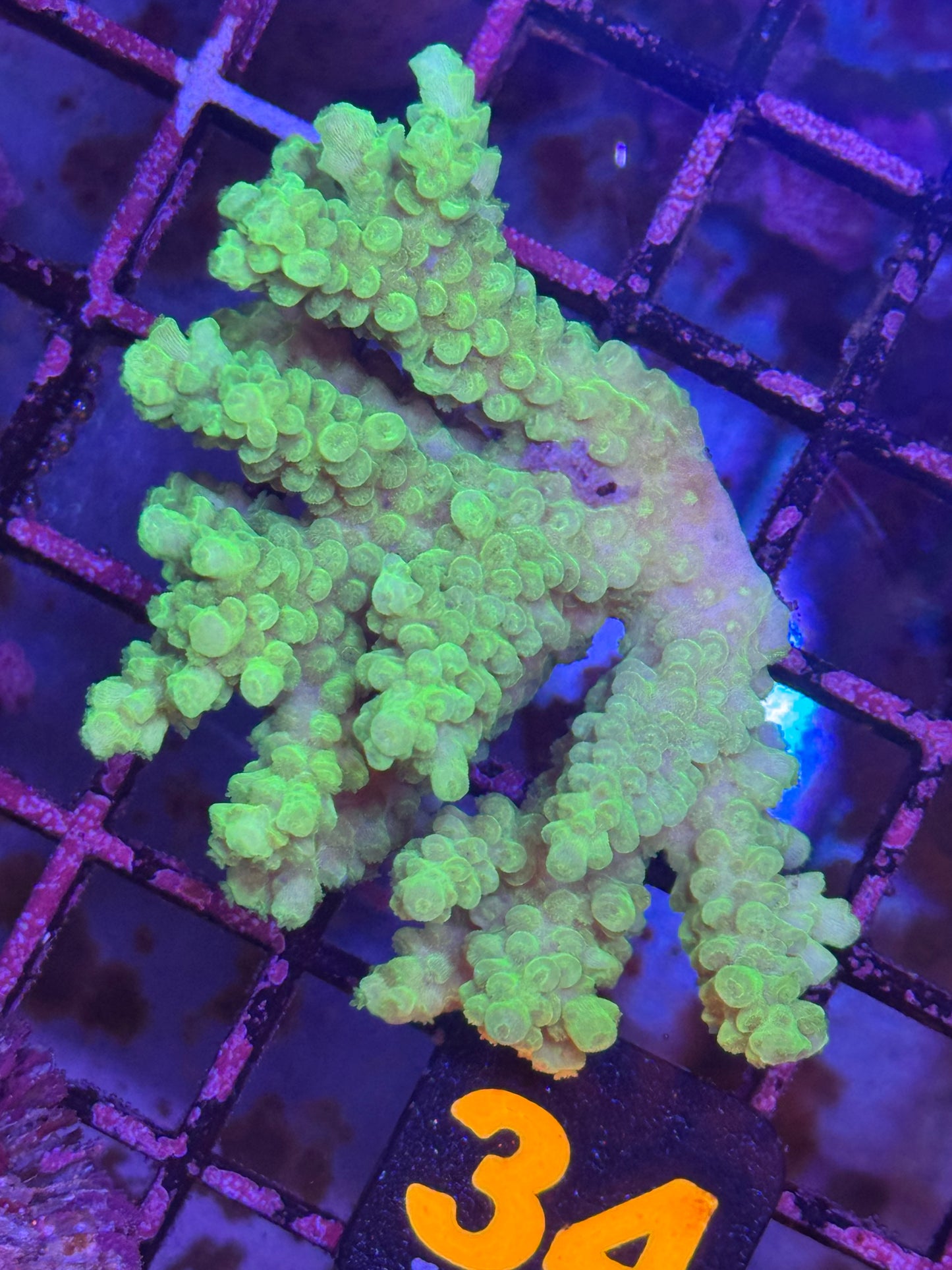 SPS Acropora colony (34)