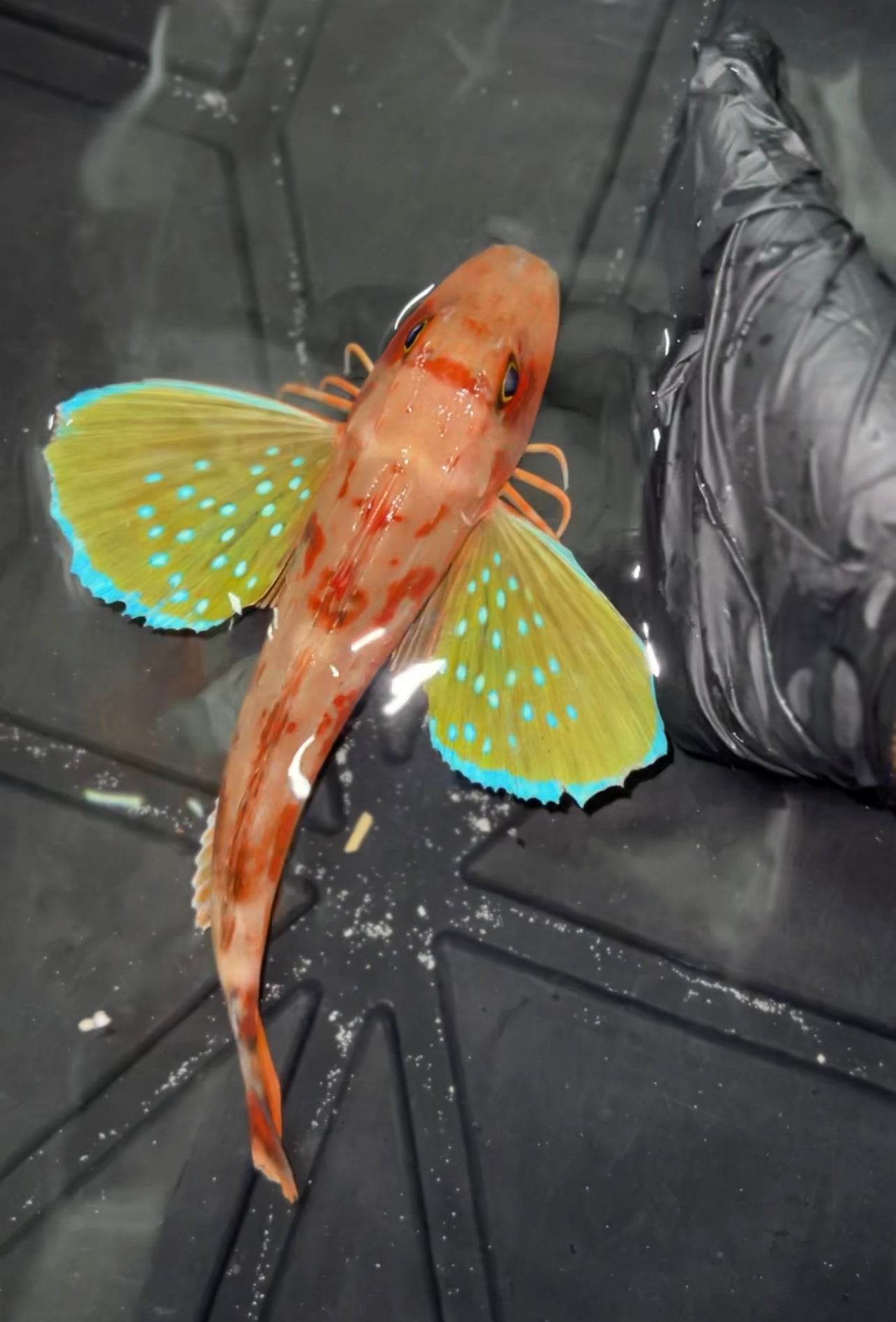 Flying Gunnard | Chelidonichthys ischyrus