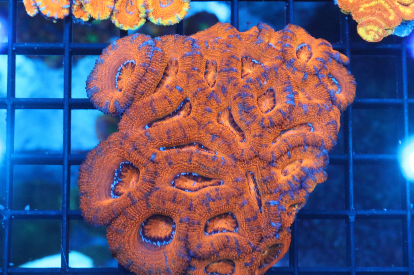 Micromussa Lord Colony (K)