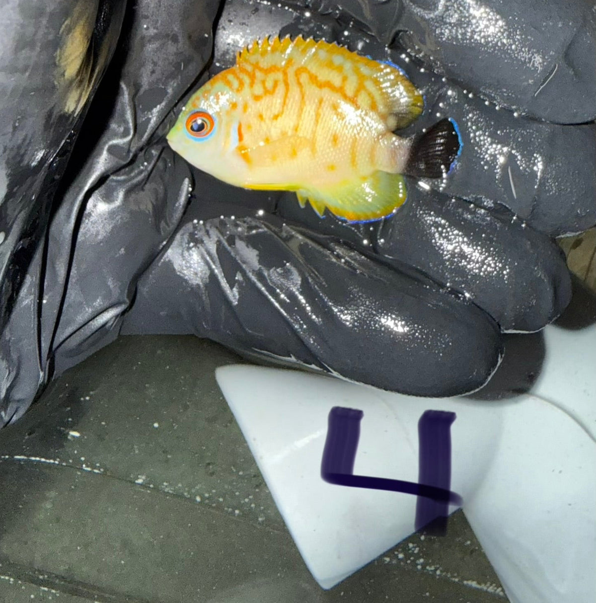 Hybrid Eibli Leopyge Angel (2” CB)-WYSIWYG #4