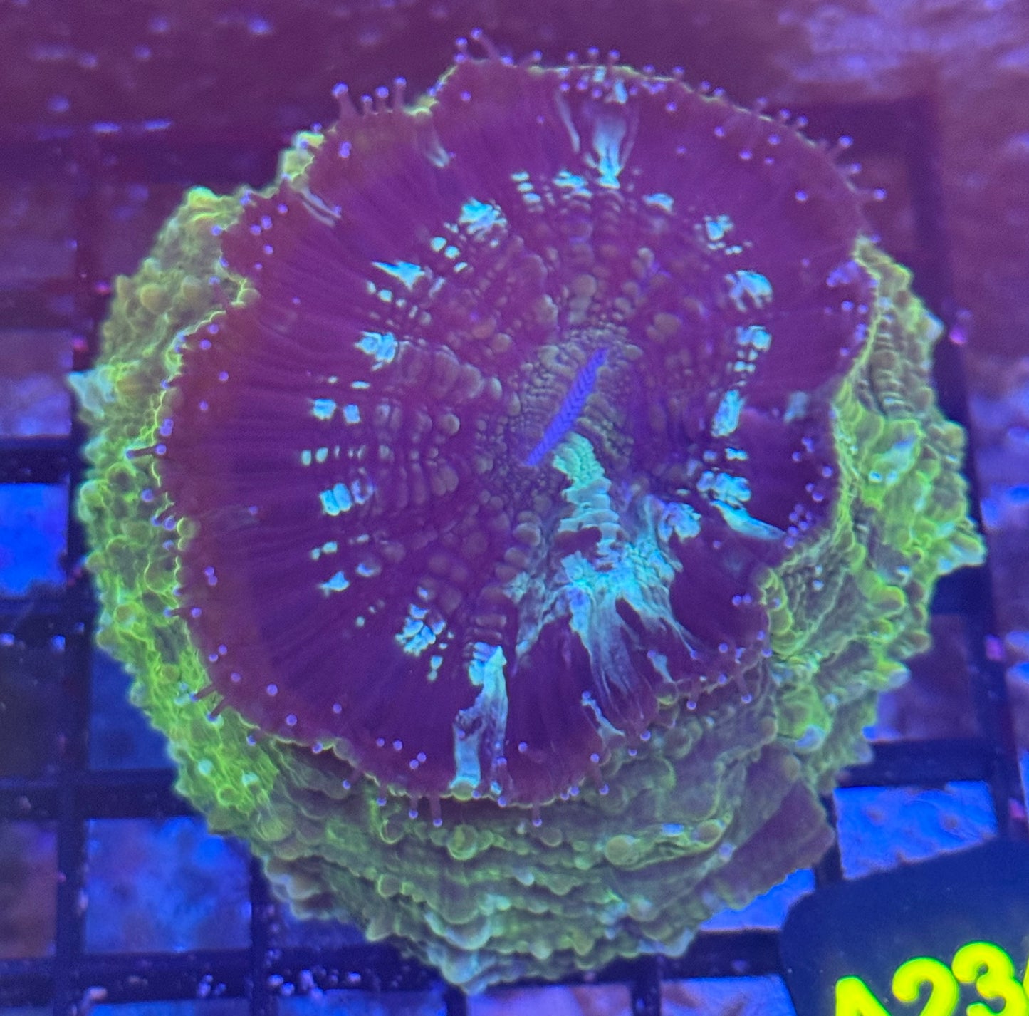 Acantho (A234) WYSIWYG