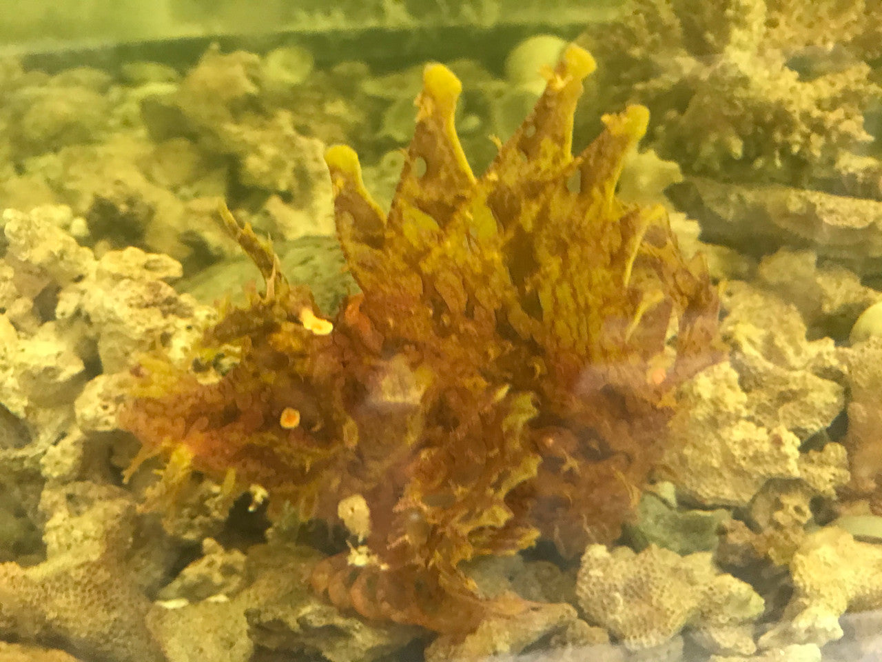 Rhinopias Scorpionfish-purple/yellow