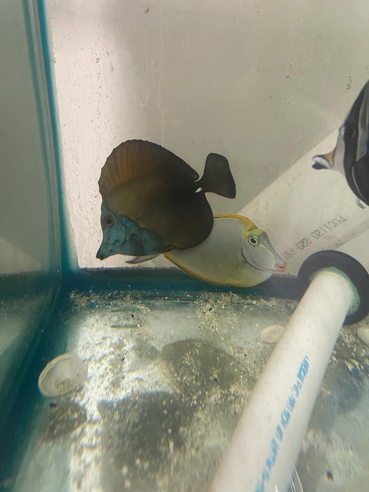 Blue Face Koi Scopas Tang (4-6")