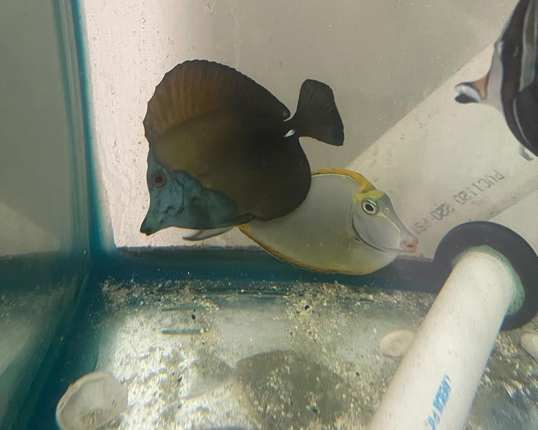 Blue Face Koi Scopas Tang (4-6")