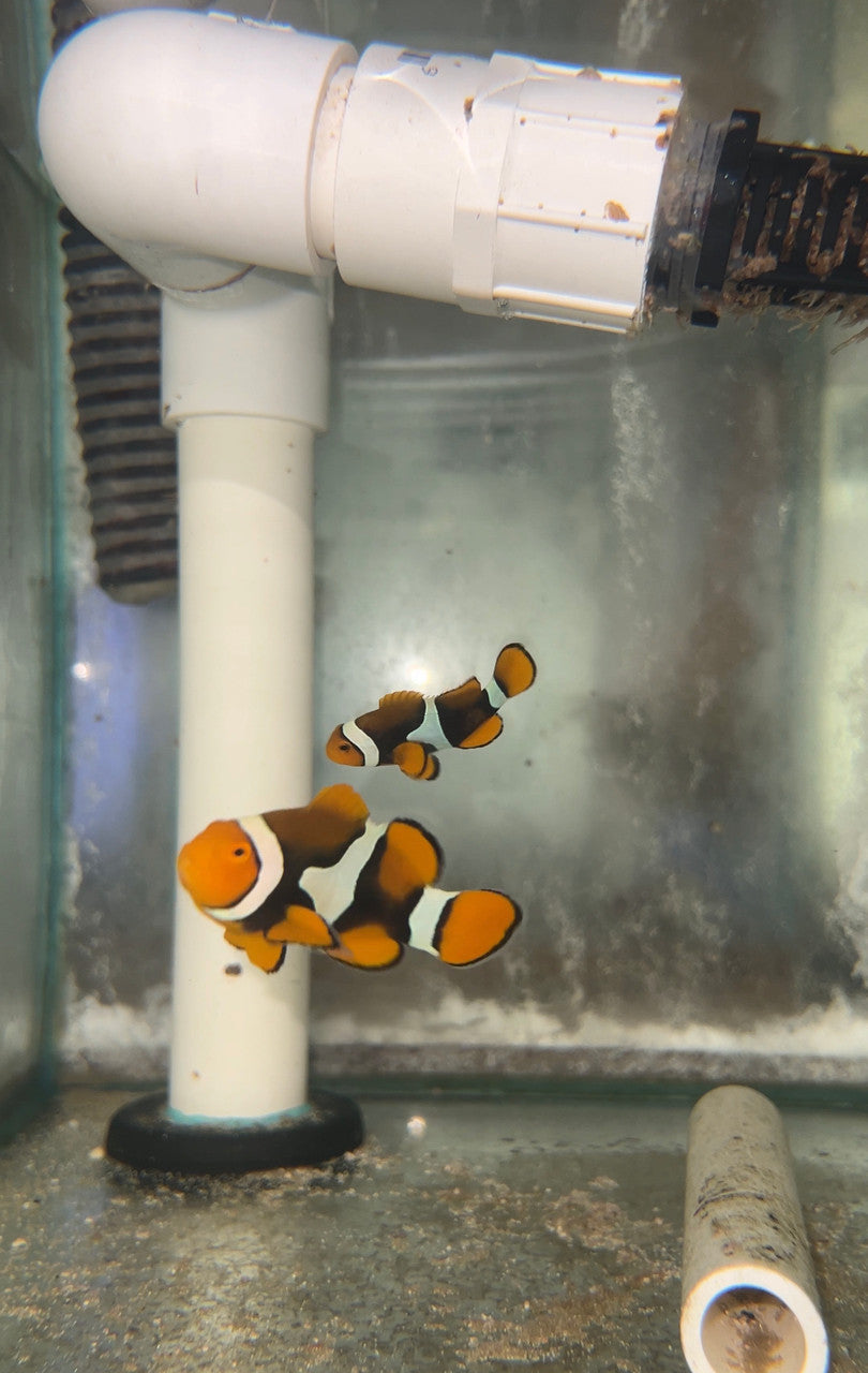 True Percula Clownfish-super black pair (WYSIWYG #2)