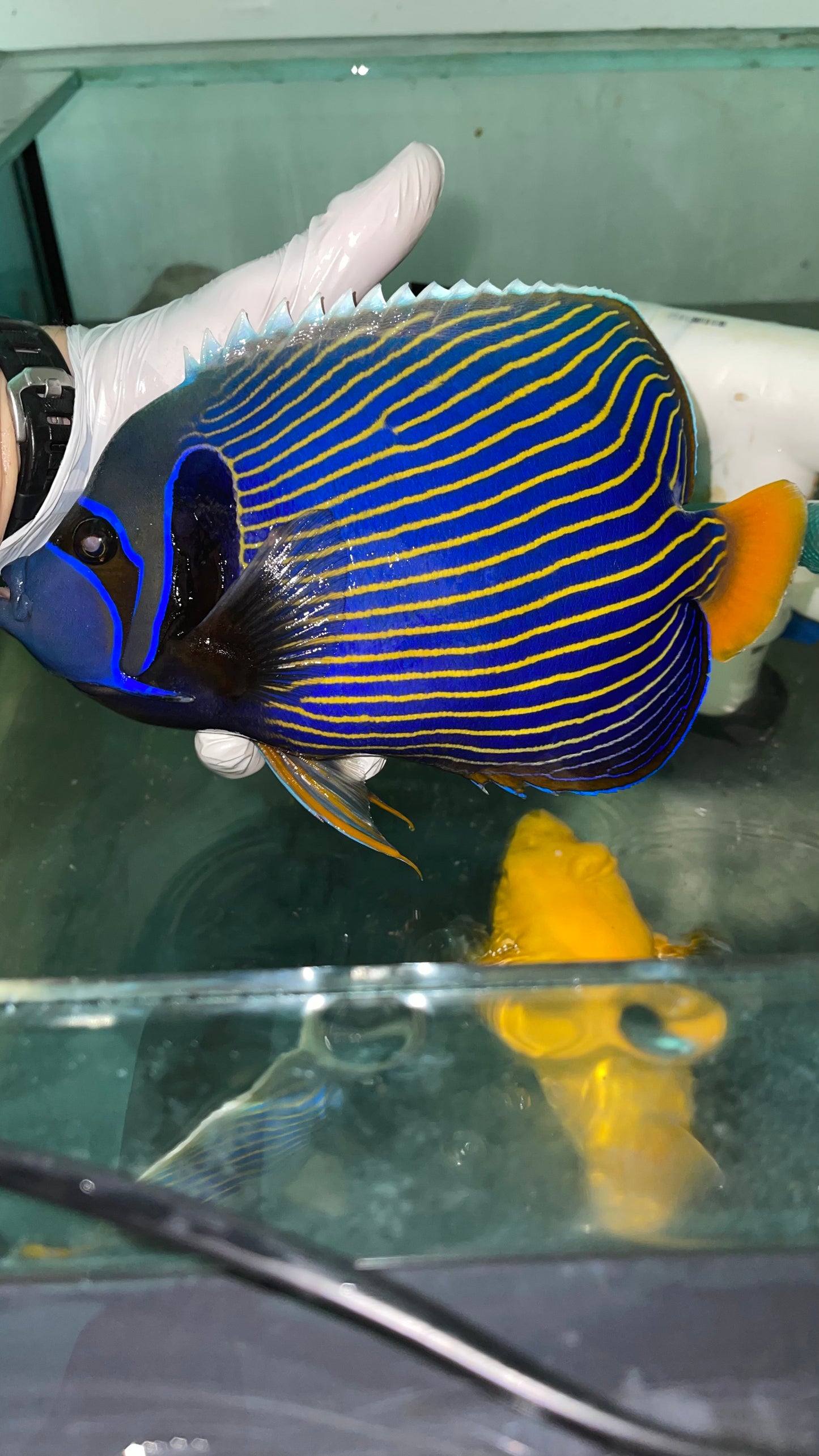 Imperator Angel-(Christmas Island) 9-10"