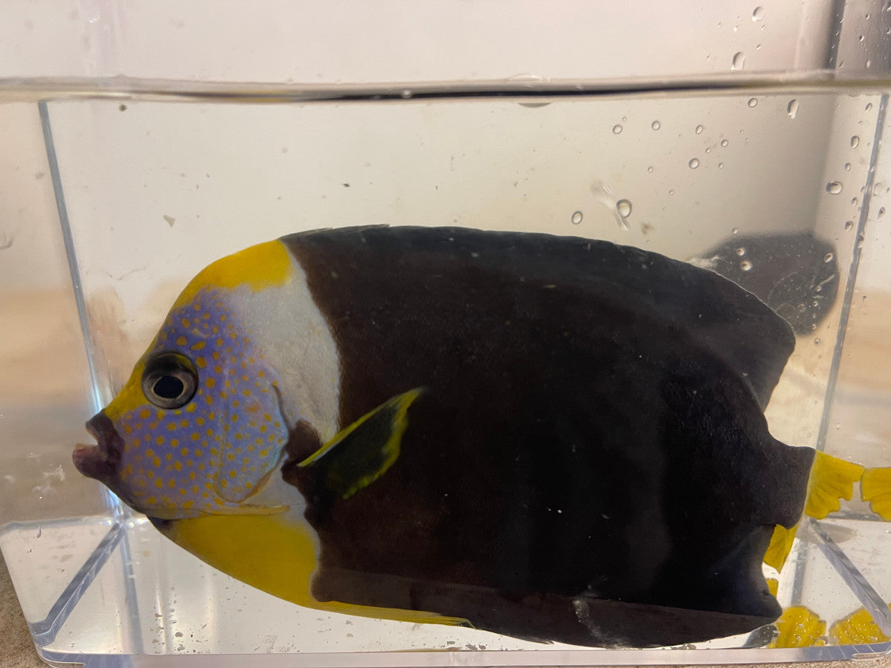 Personifer (Meredithi) Angel-6” Male