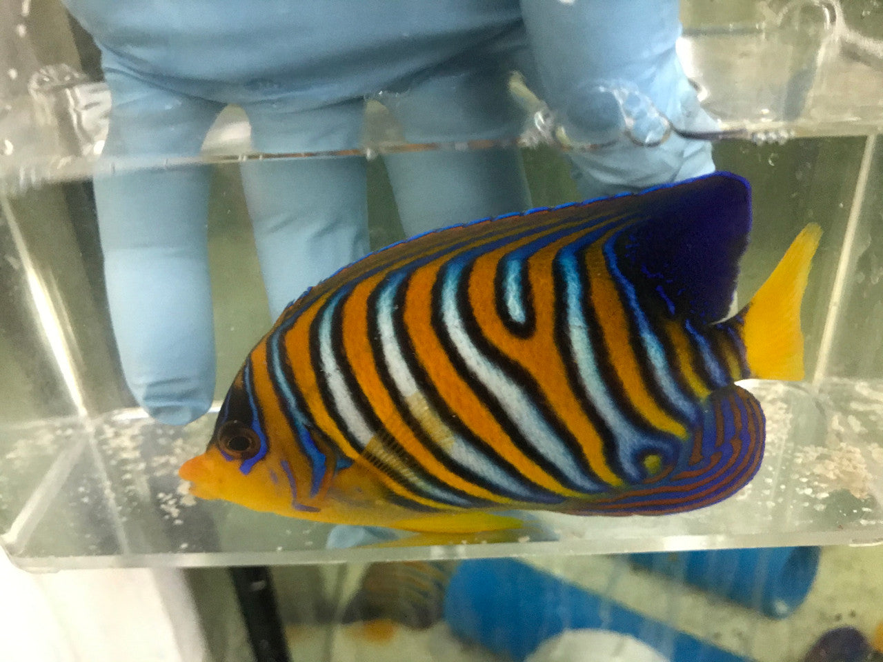 Regal Angel (True Red Sea)-4" Misbar 2