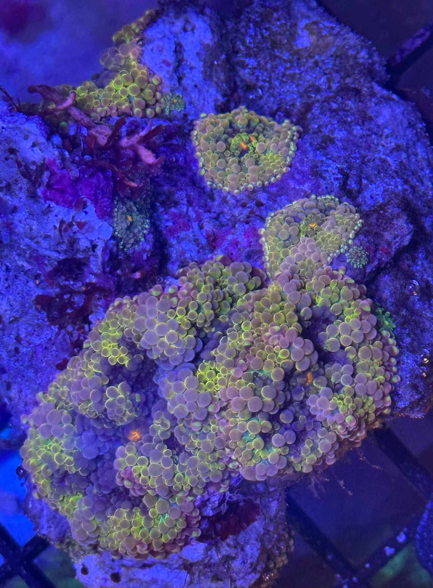 Ultra Yumas 86 WYSIWYG