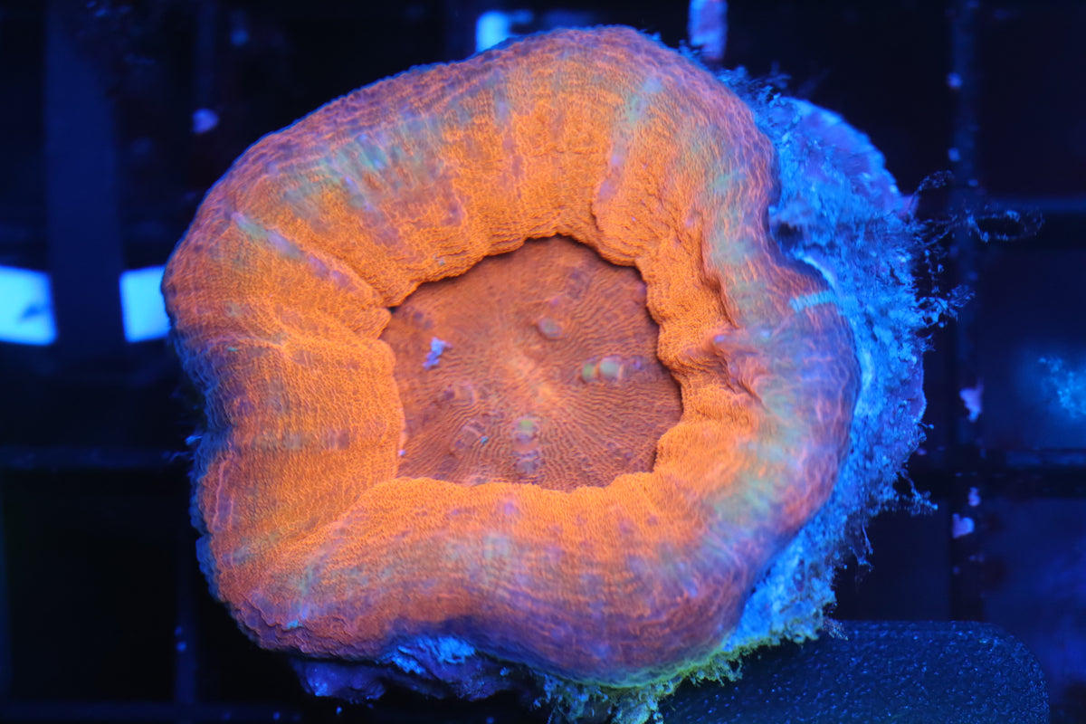 Aussie Solid Red Scoly (B184)