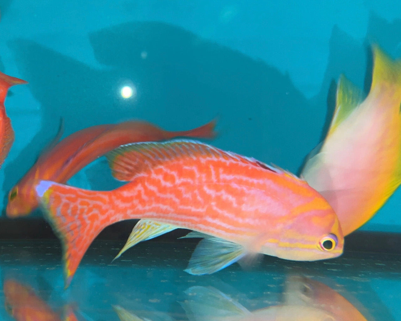 Bimaculatus Anthias-Male