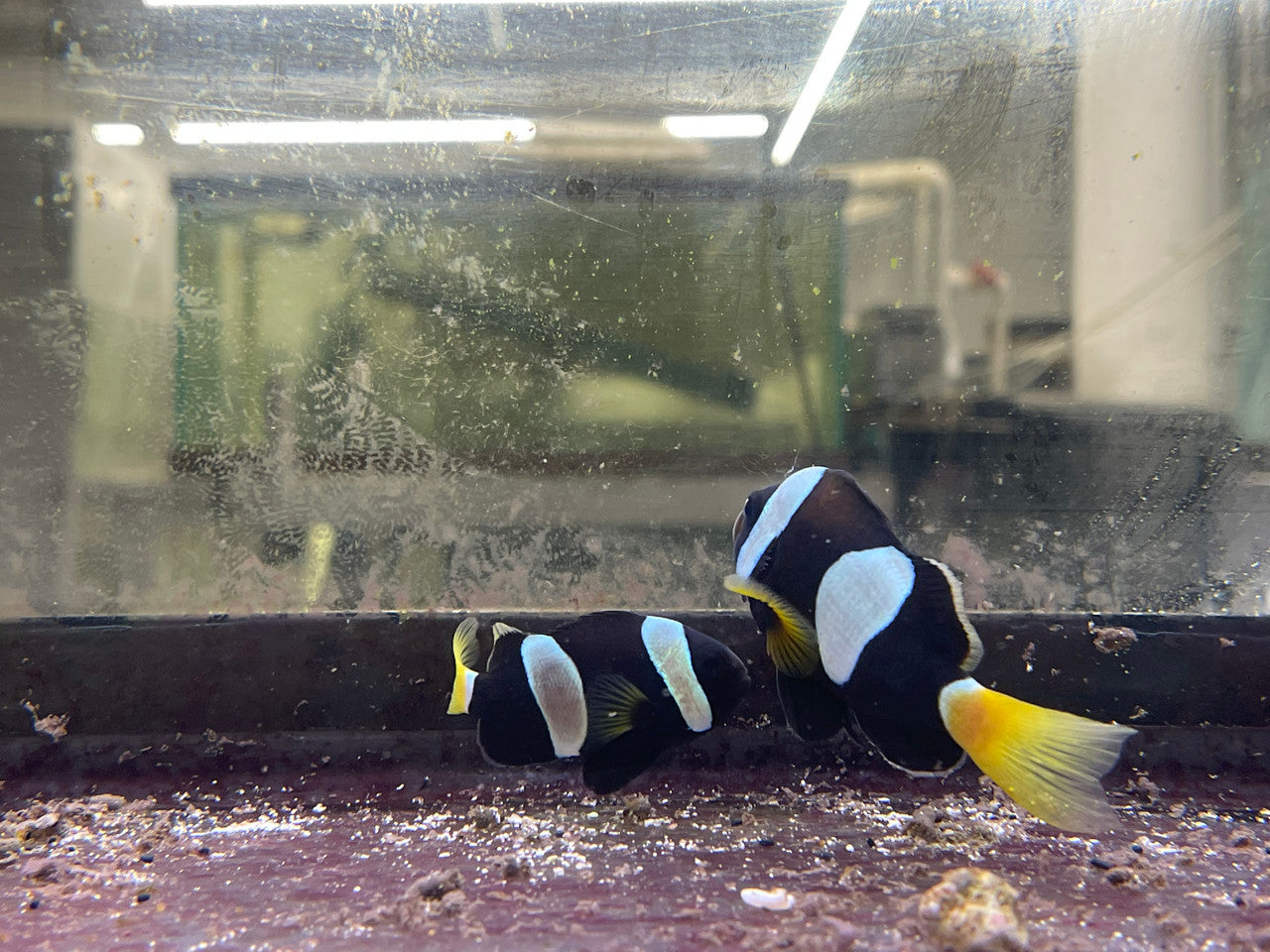 Western Australian Milli Clownfish Pair (A. Milii)
