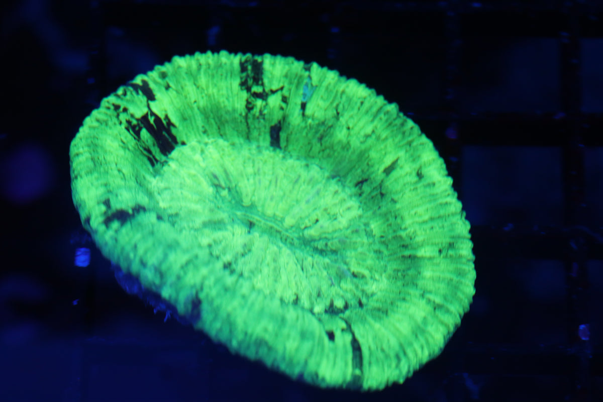 Aussie Neon Scoly (B208)