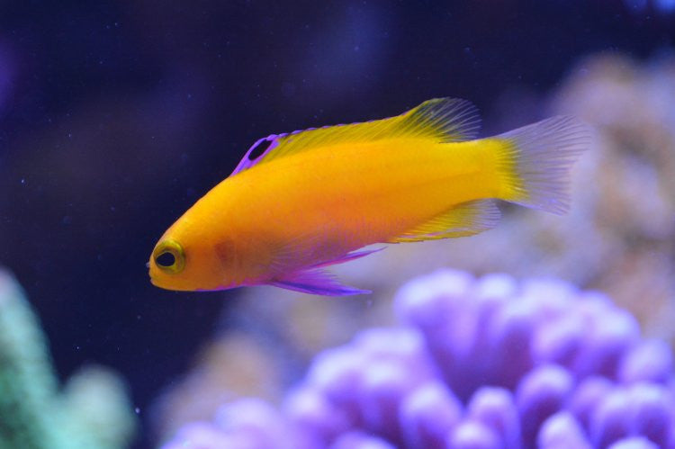 Golden Cuban Basslet (Gramma Dejongi)