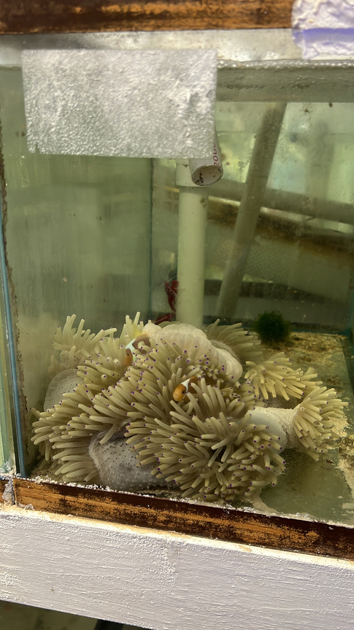 WYSIWYG #2 White Bonnet Clownfish with host Malu Anemone
