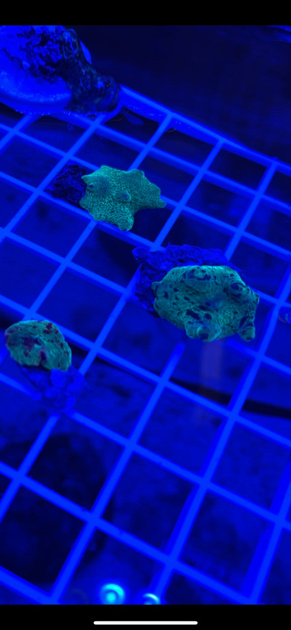 Kryptonite Mushroom