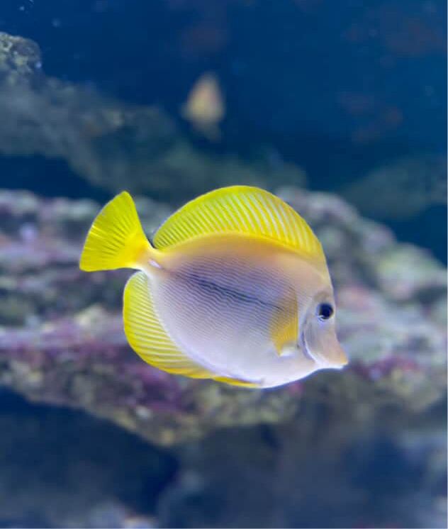Yurple Tang (Zebrasoma xanthurus x Purple Hybrid)
*RARE* WYSIWYG
