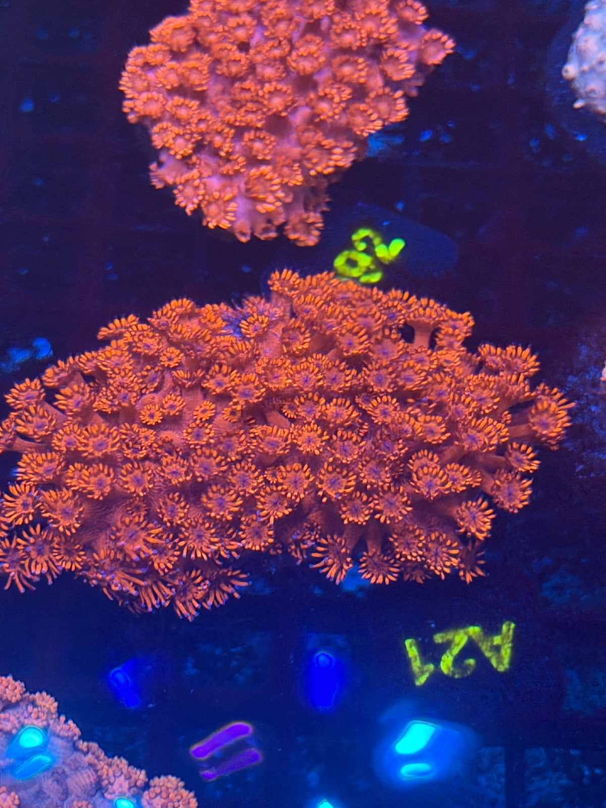 Red Goni (A21)