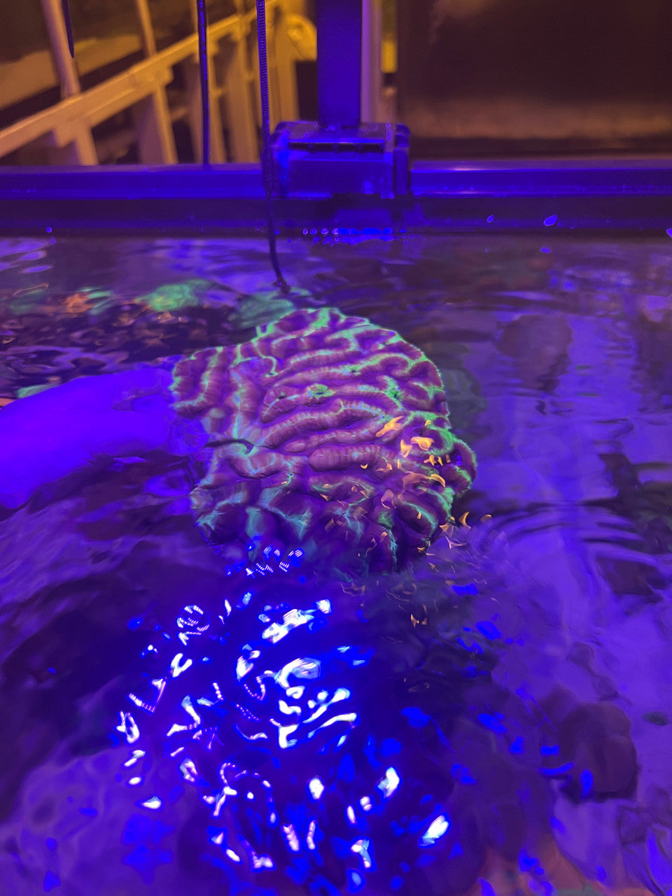 The Joker Brain Coral - Approximately 5-6” WYSIWYG
