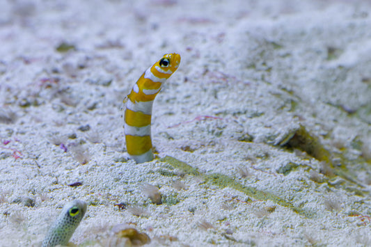 Splendid garden eel - Gorgasia preclara