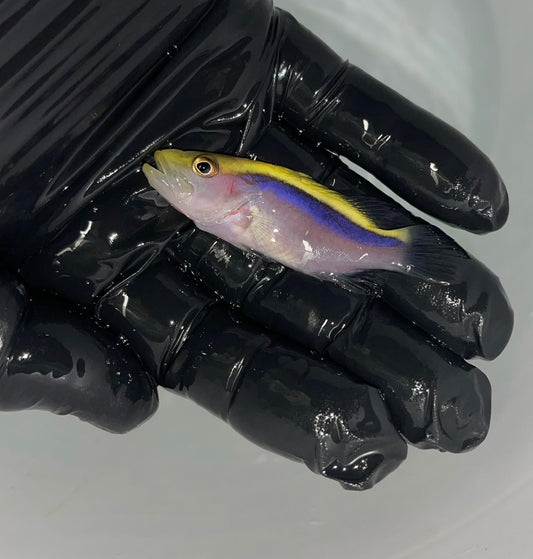 Blue Ribbon Soapfish - Aulacocephalus temminckii