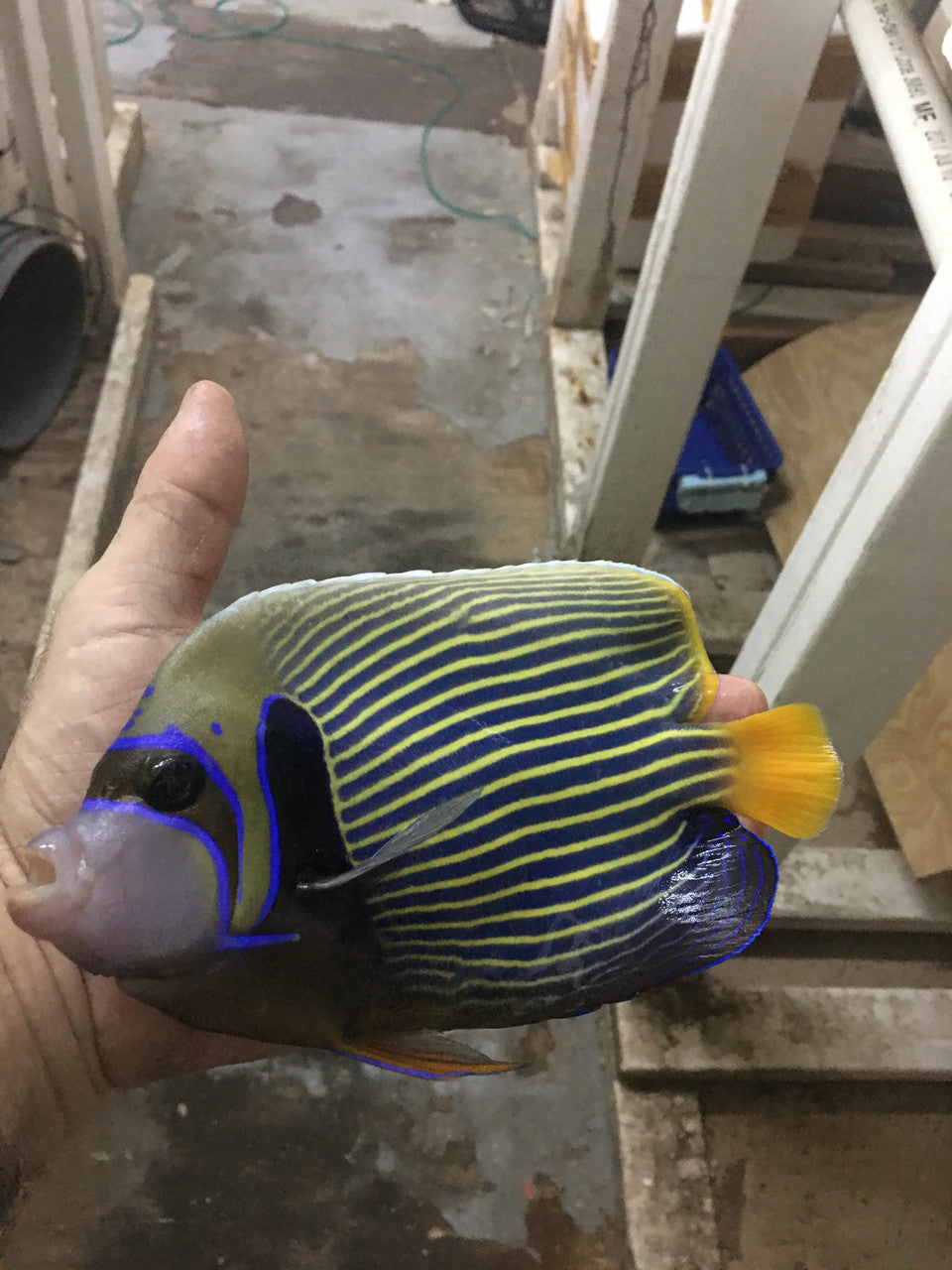 Imperator Angelfish-adult 7" (Africa-rare color)