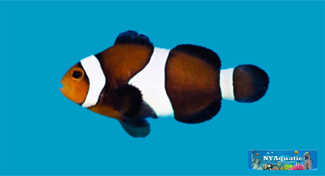 Black Ocellaris Clownfish (3-4cm)