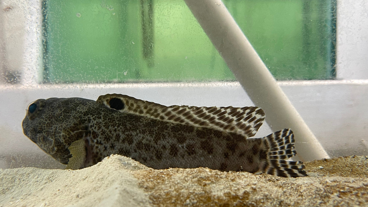 Darwin Jawfish | Opistognathus darwiniensis (6")