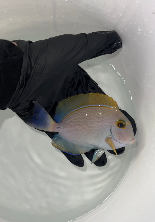 Dussumeri Tang-Adult 3-4" (Australia)