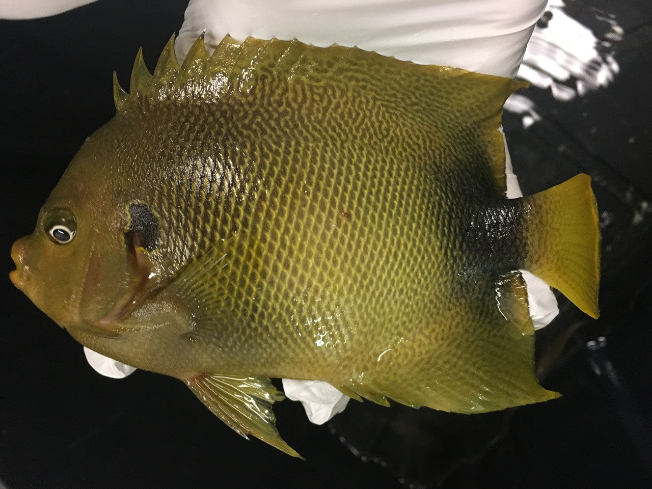 Africanus Angelfish (8-9” streamer male)