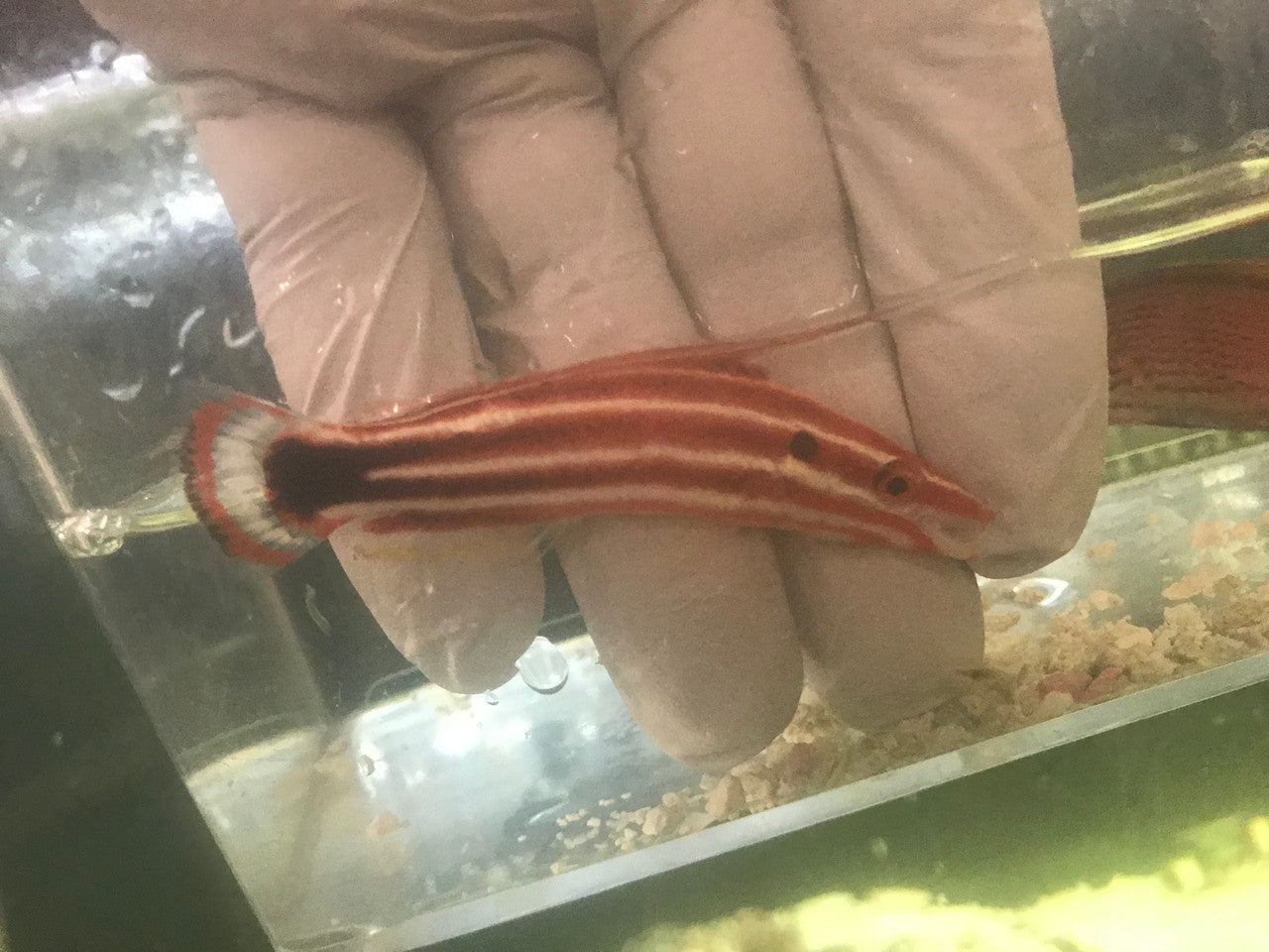 Candy Stripe Hogfish (3-4")