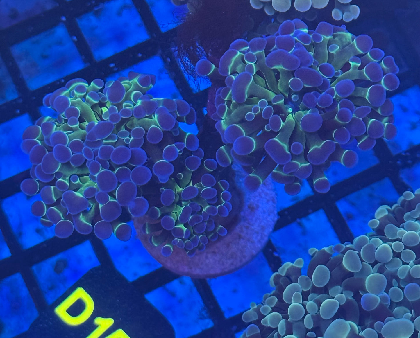 Hammer Colony (D152) WYSIWYG