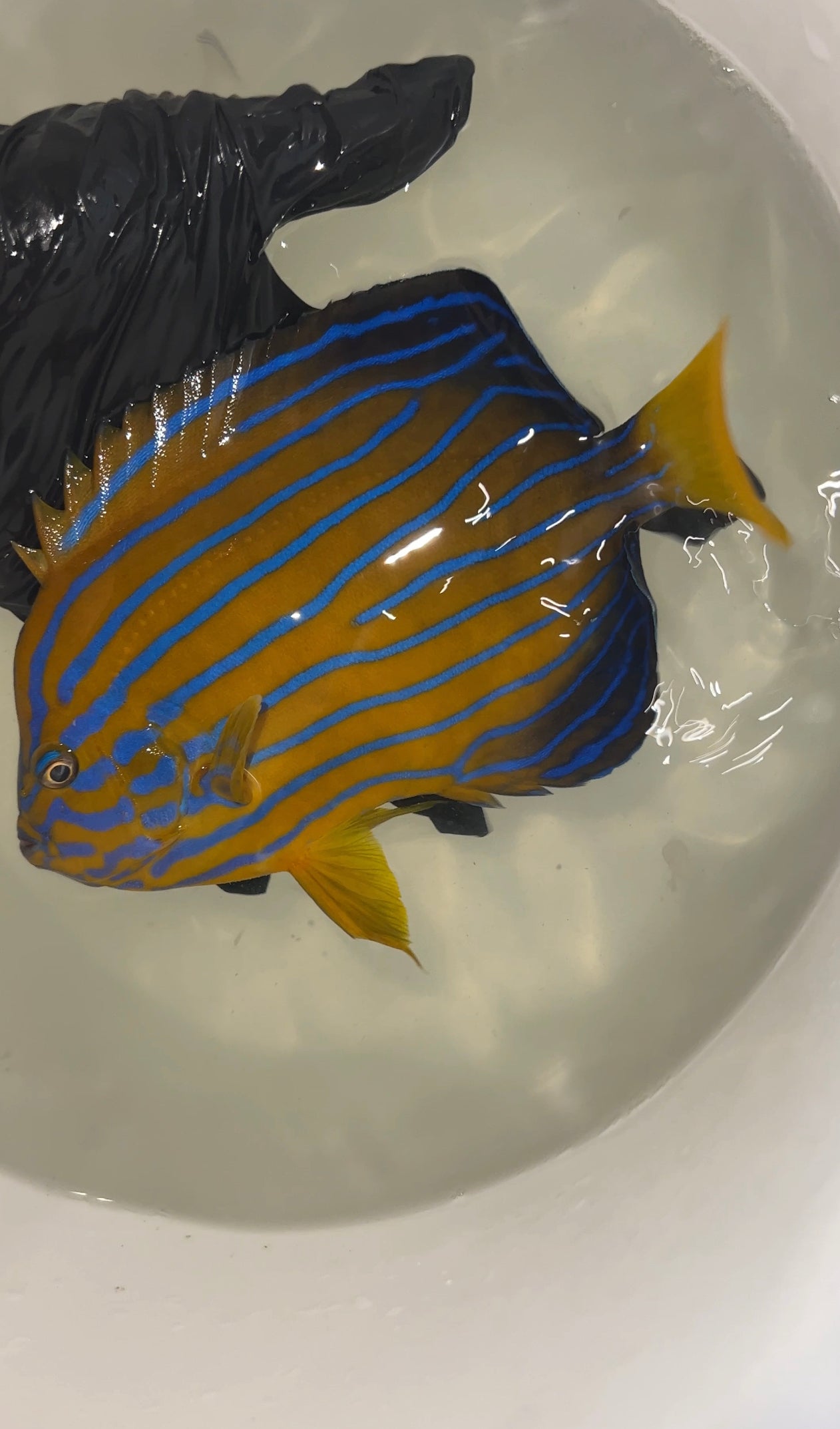 Japanese Blue Line Angel | Chaetodontoplus Septentrionalis (7-8") WYSIWG