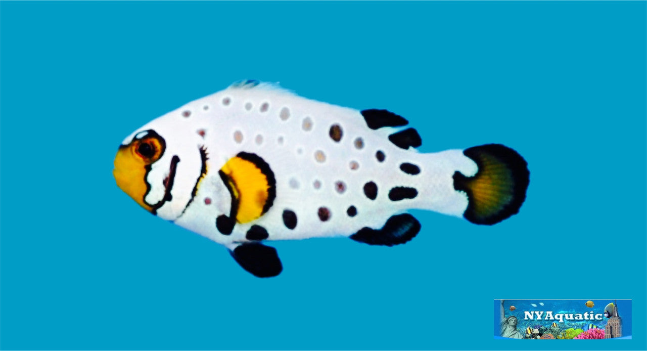 Premium Frostbite Clownfish (3-4cm)