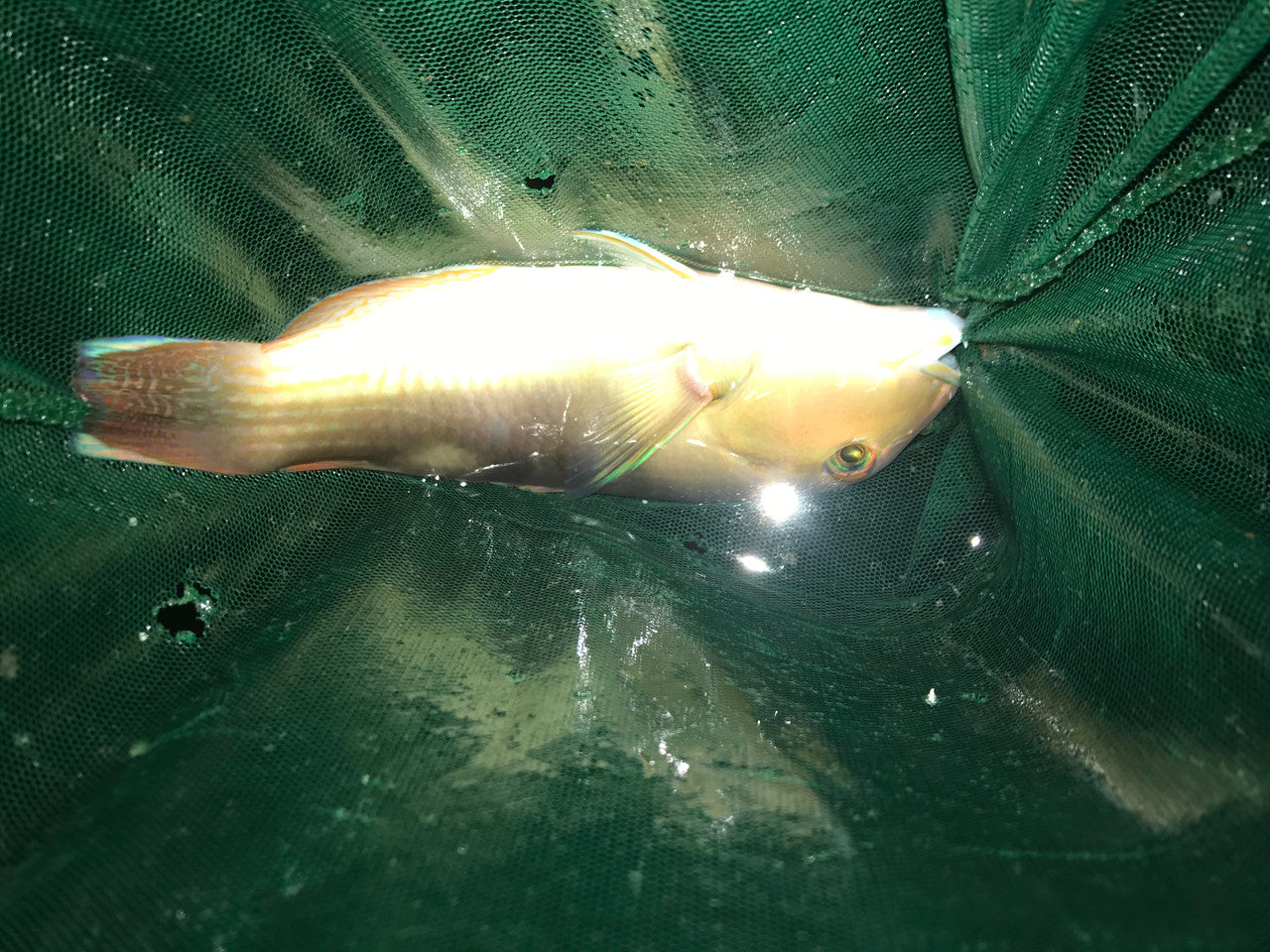 Australian Blue Tuskfish-Choerodon cyanodus (10")