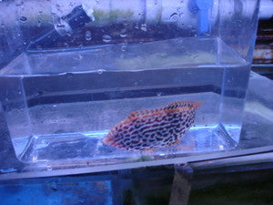 Red Leopard Wrasse-Tonga