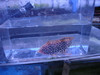 Red Leopard Wrasse-Tonga