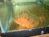 Weedy Scorpionfish