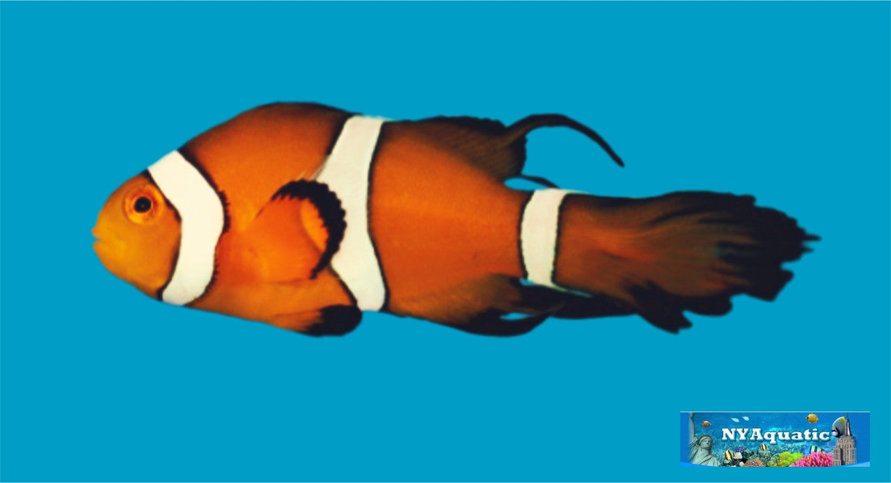 Longfin Clownfish