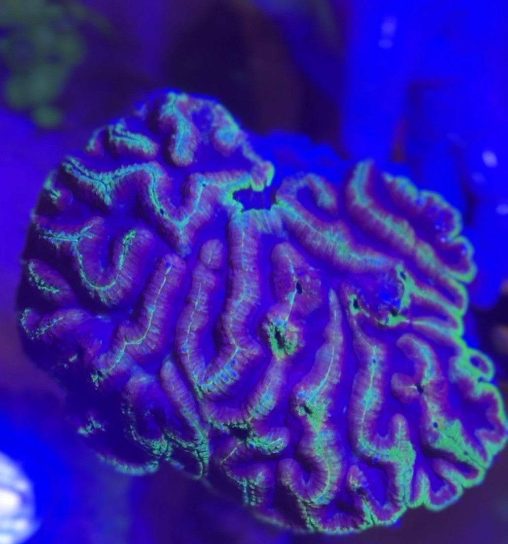 The Joker Brain Coral - Approximately 5-6” WYSIWYG