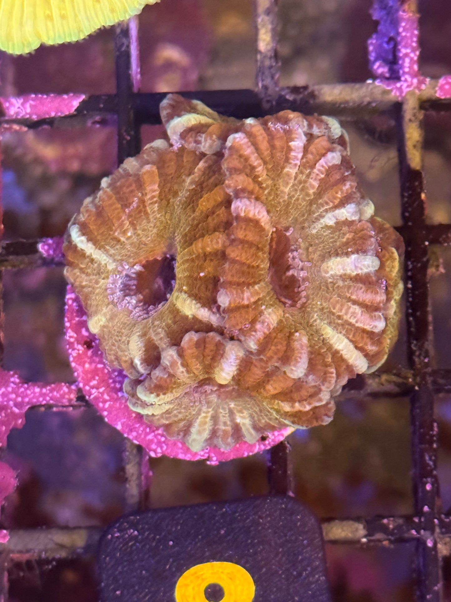 Rare Micromusa (8)
