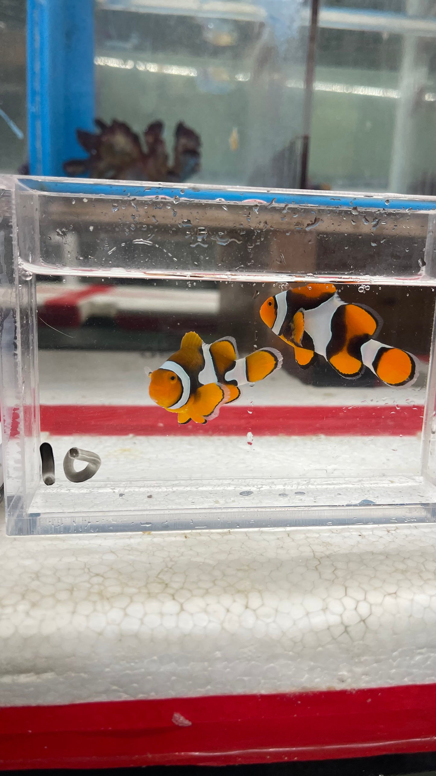 True Percula Clownfish-super black pair (WYSIWYG #10)