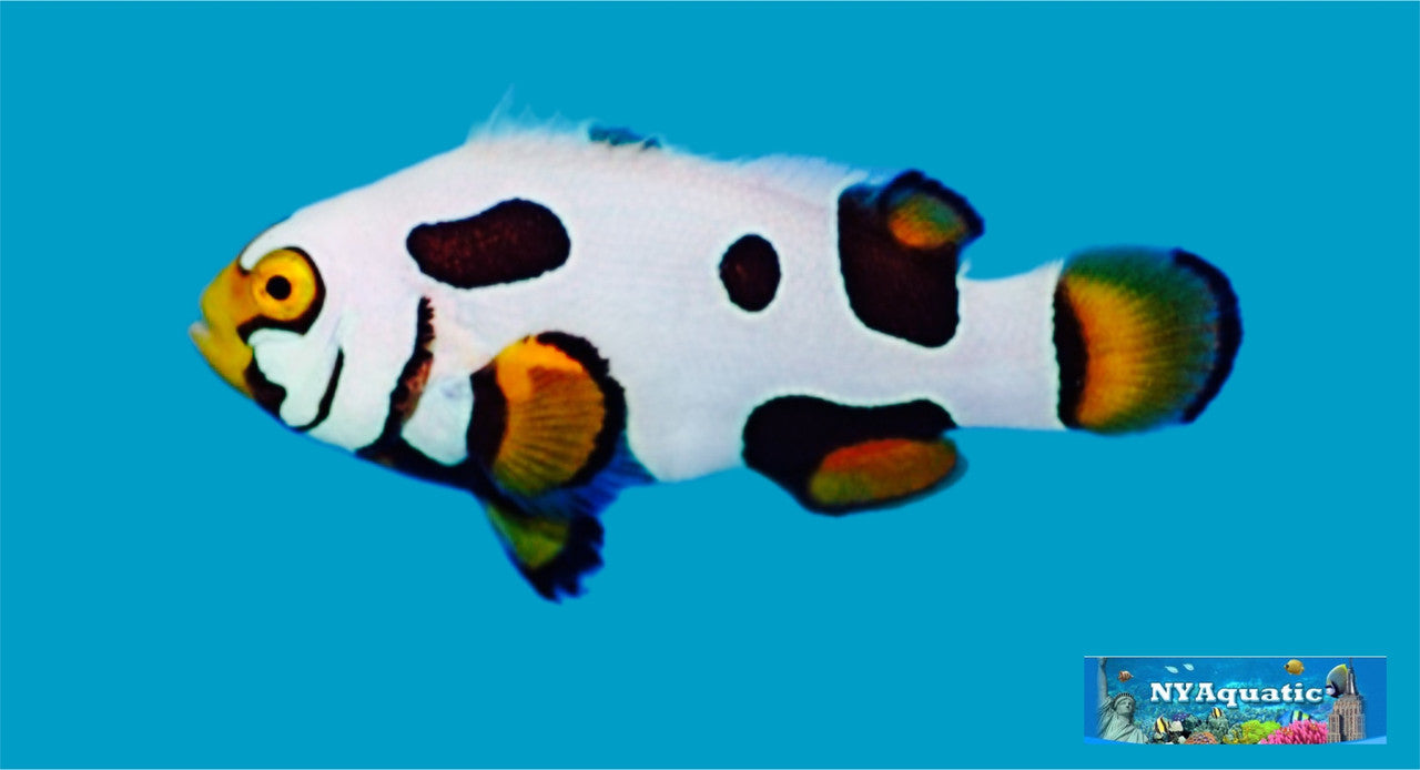 Black Picasso Clownfish premium (2-4cm)