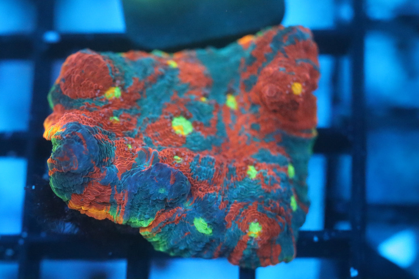 Jellybean Chalice (C179) WYSIWYG FRAGGED INTO 4 7/17