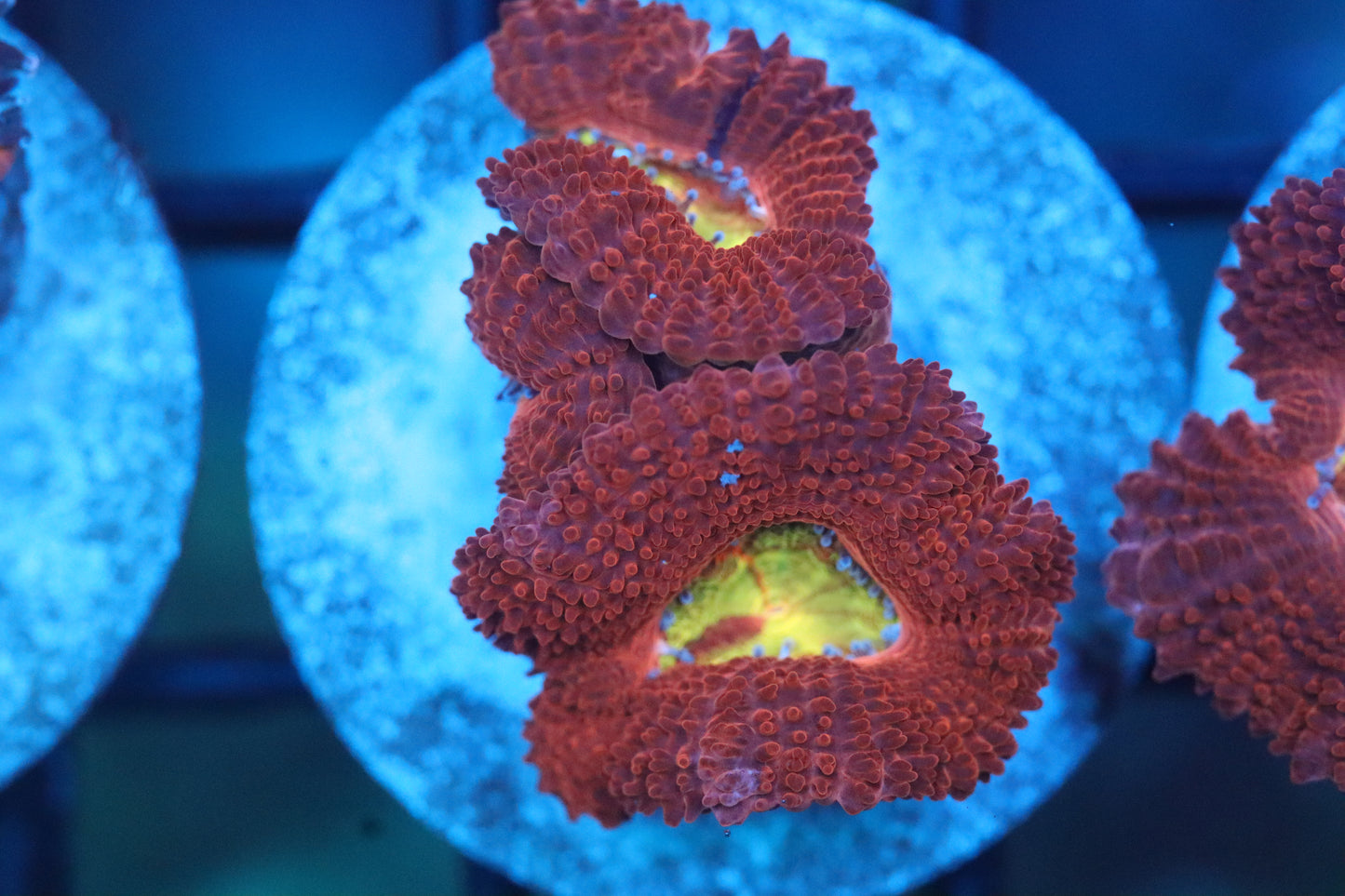 Fire Micromussa (B156)