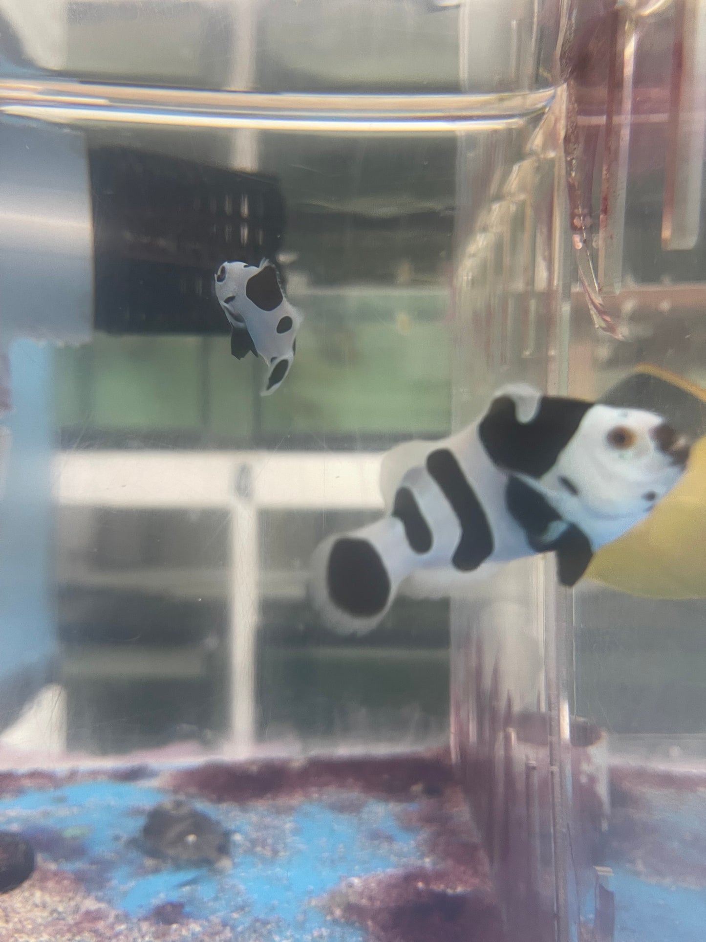Black Storm Clownfish Pair (WYSIWYG #1)