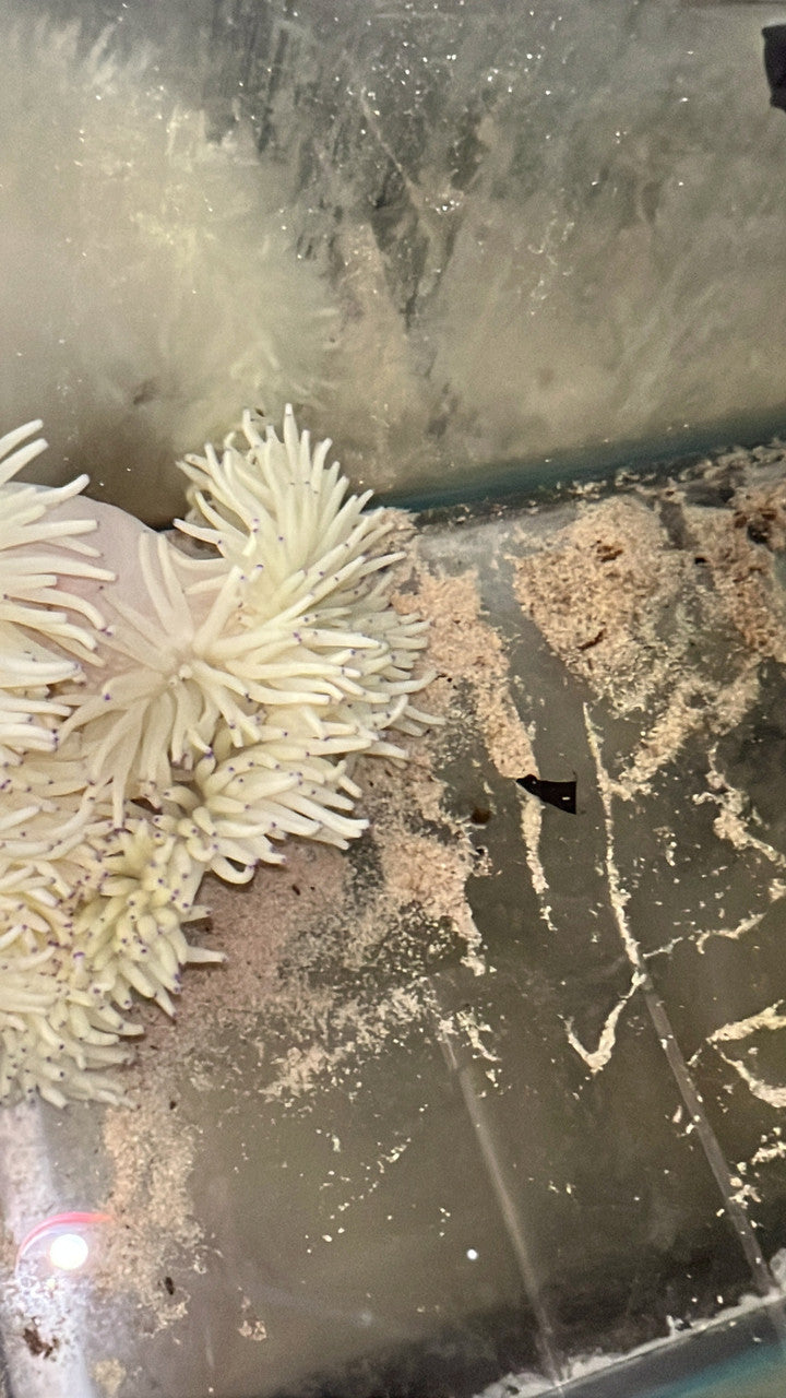 WYSIWYG Malu Anemone (white w purple tips)